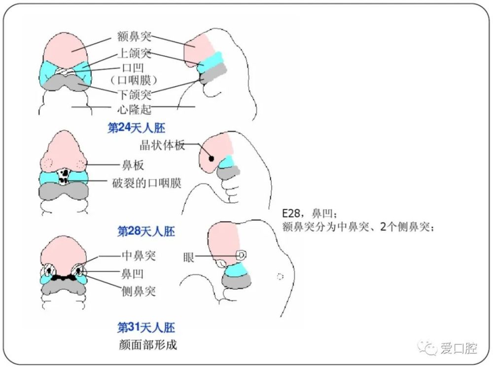 口腔组织病理学:口腔颌面部的发育