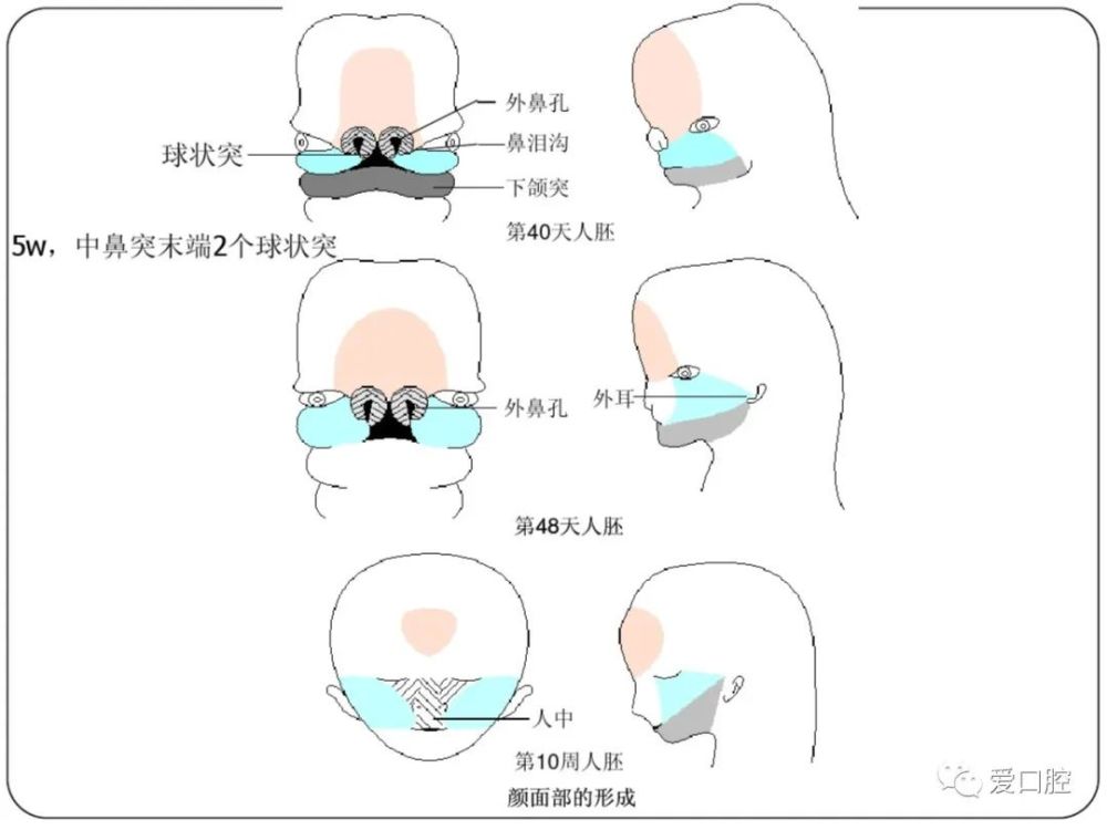 口腔组织病理学口腔颌面部的发育