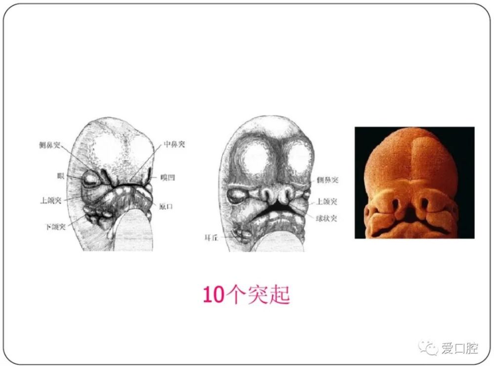 口腔组织病理学口腔颌面部的发育