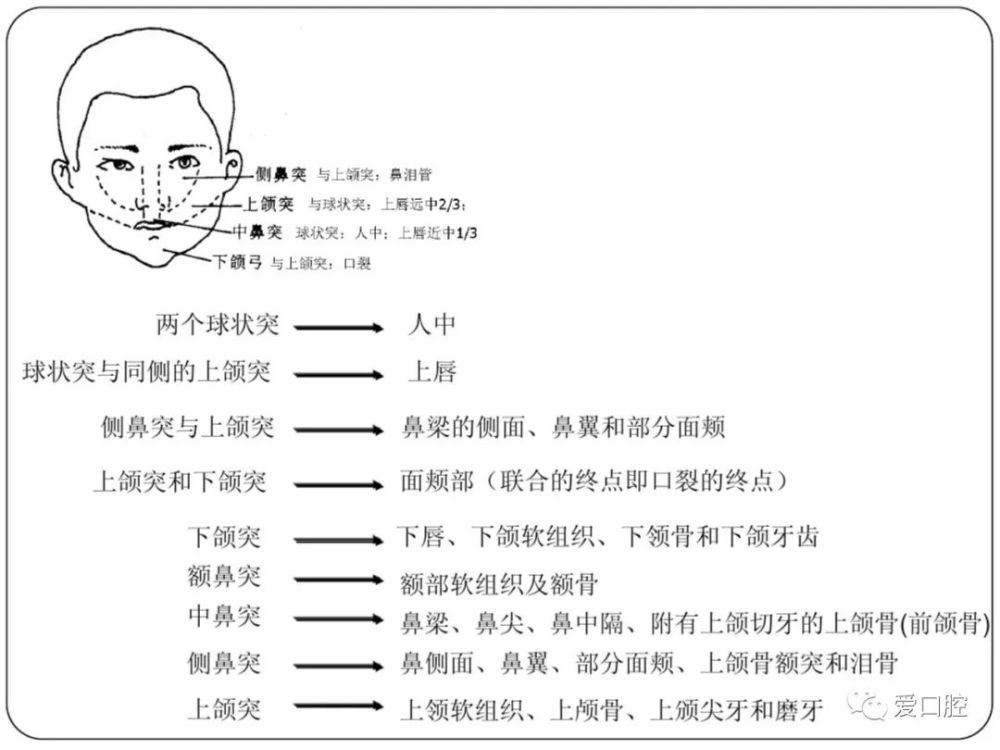 口腔组织病理学口腔颌面部的发育