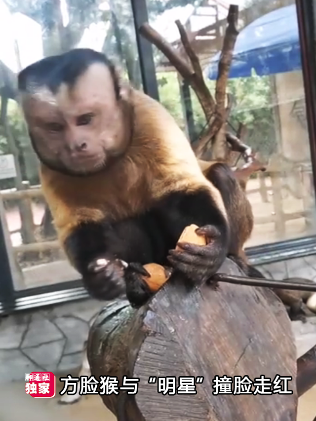 山东一家野生动物园的猴子走红丰富表情包撞脸多位明星