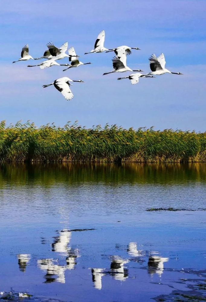 扎龙自然保护区放飞时间 黑龙江扎龙国家级自然保护区丹顶鹤放飞时间