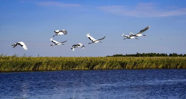 扎龙自然保护区放飞时间 黑龙江扎龙国家级自然保护区丹顶鹤放飞时间