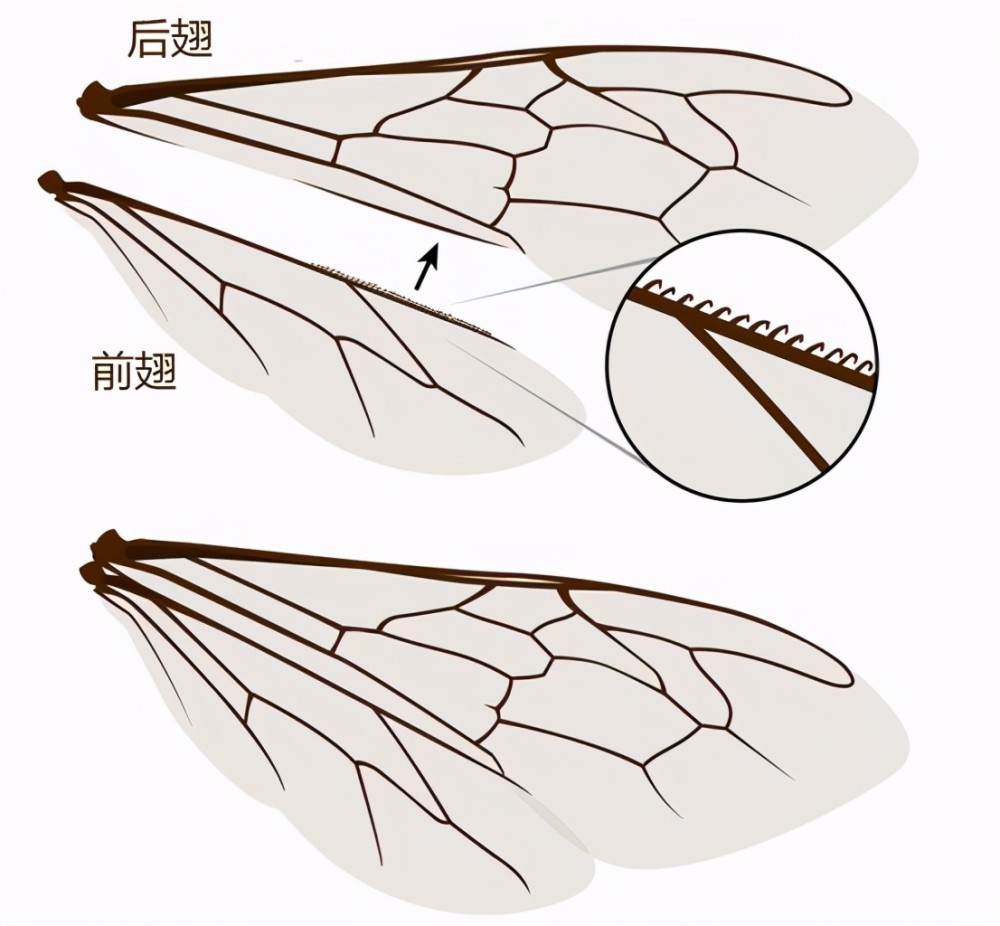 蜜蜂不用遵守空气动力学?翅膀那么小,它们是怎么飞上天的?