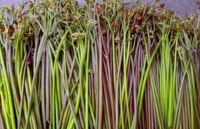 东北农村常吃的16种山野菜现在城市里很少见你吃过几种