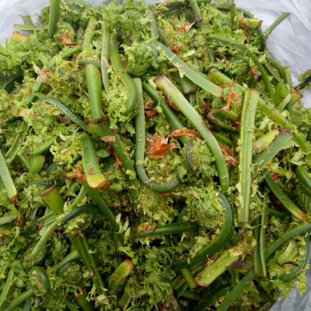 东北农村,常吃的16种山野菜,现在城市里很少见,你吃过几种?