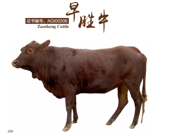 甘味区域公用品牌好中优庆阳早胜牛
