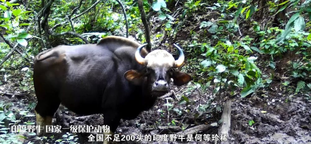 【生物多样性】 印度野牛,亚洲象,豚尾猴……这片秘境