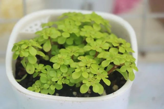 "黄金丸叶万年草"景天科景天属多肉植物,叶片黄化的