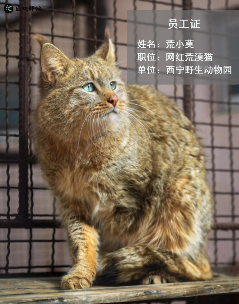 的荒漠猫,原本生活在青海省海北藏族自治州门源回族自治县的森林中