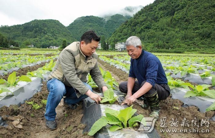 5月24日,咸丰县忠堡镇共产党员,烟叶技术员甘明操指导廖家堡村烟农廖