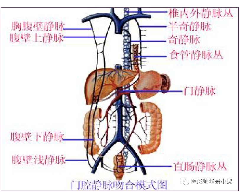 静脉的数量比动脉多,管径较粗,管腔较大,与伴行的动脉相比,静脉管壁薄