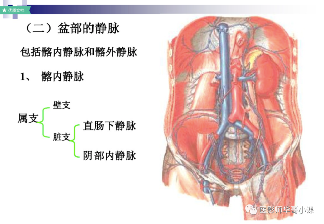 【高清血管图】全身静脉血管(彩色)