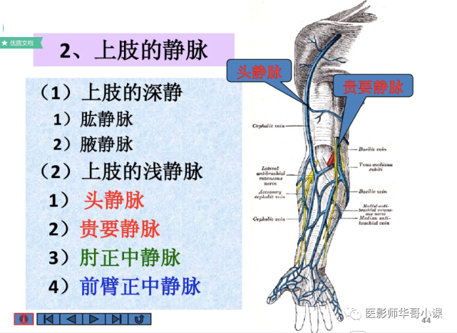 【高清血管图】全身静脉血管(彩色)