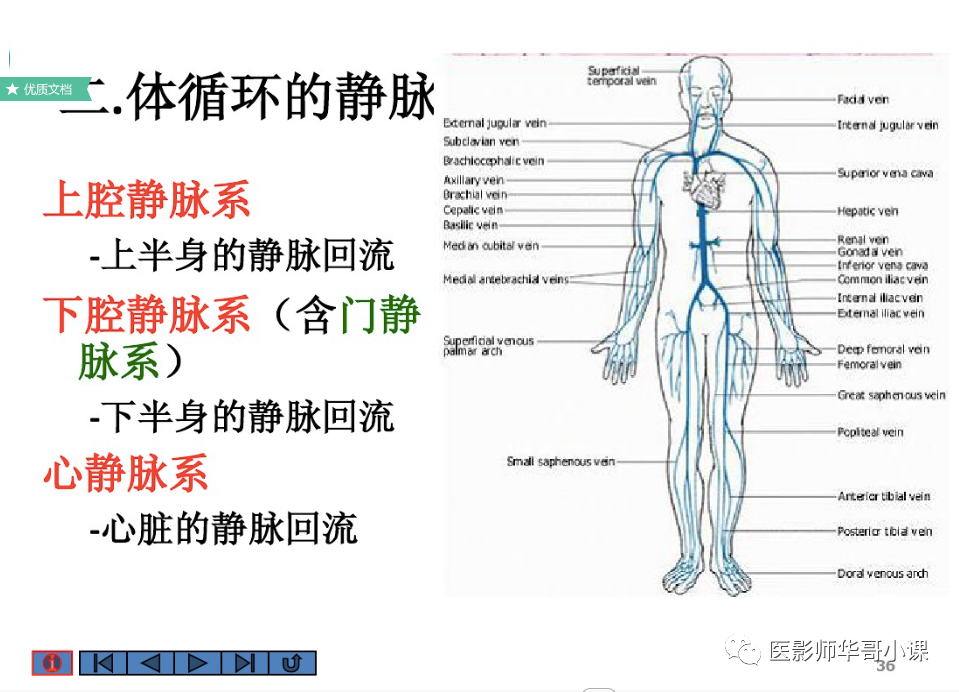 它起始于毛细血管止于心房,静脉的数量比动脉多,管径较粗,管腔较大,与