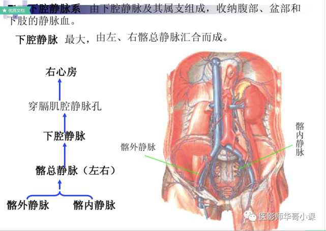 【高清血管图】全身静脉血管(彩色)