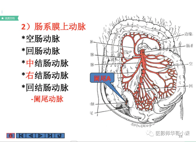 【高清血管图】全身动脉血管(彩色)