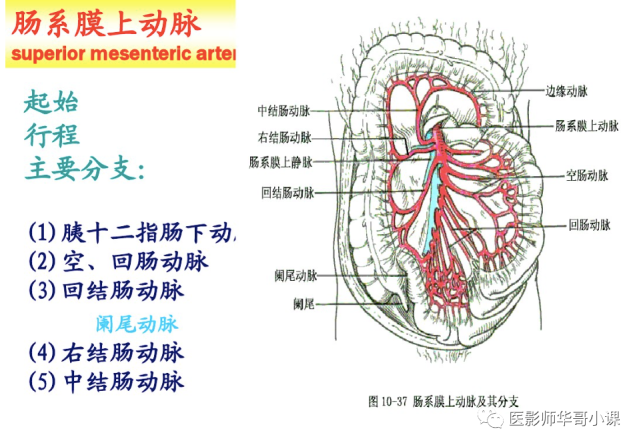 【高清血管图】全身动脉血管(彩色)