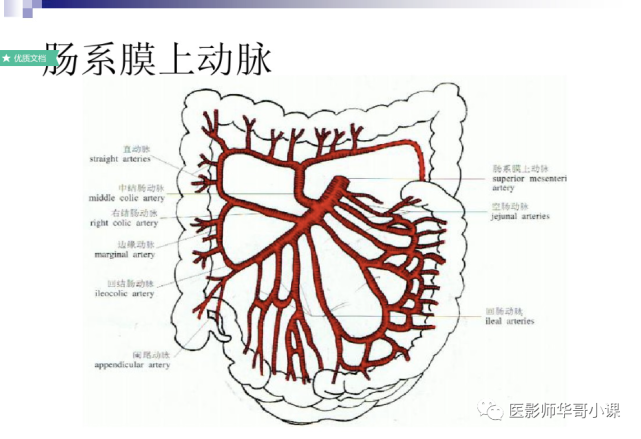 【高清血管图】全身动脉血管(彩色)