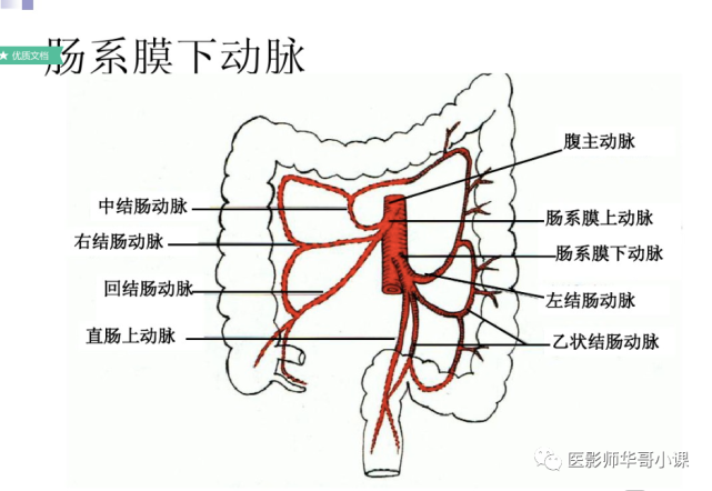 【高清血管图】全身动脉血管(彩色)