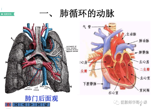 【高清血管图】全身动脉血管(彩色)