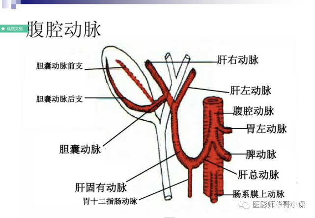 【高清血管图】全身动脉血管(彩色)