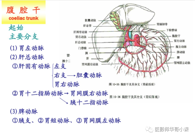 【高清血管图】全身动脉血管(彩色)