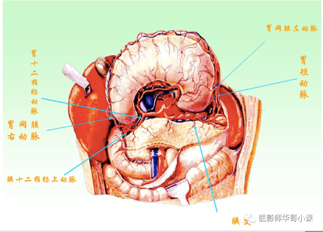 【高清血管图】全身动脉血管(彩色)