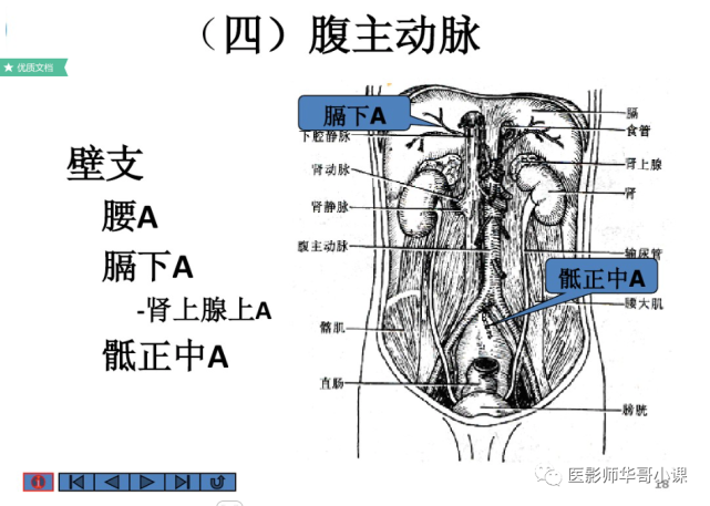 【高清血管图】全身动脉血管(彩色)