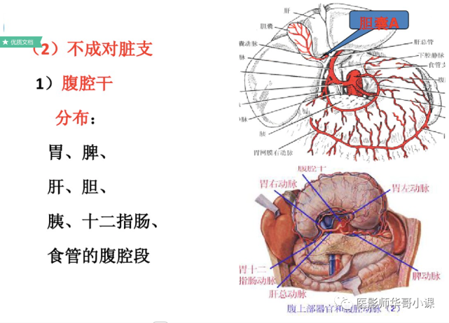 同时,在腹部称为腹主动脉可以分出腹腔干动脉,肠系膜