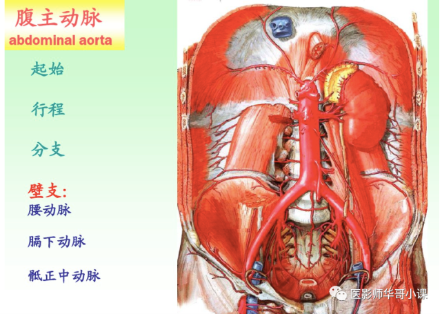 【高清血管图】全身动脉血管(彩色)