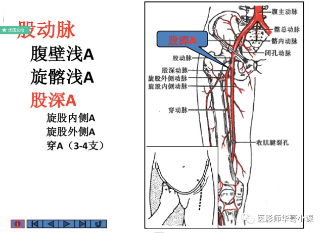 【高清血管图】全身动脉血管(彩色)