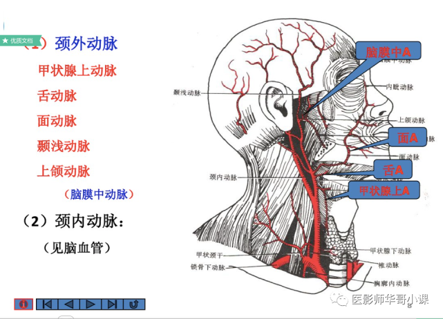 【高清血管图】全身动脉血管(彩色)