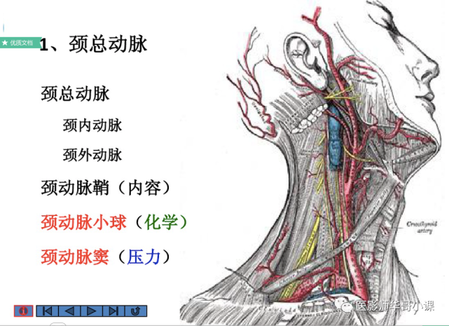 【高清血管图】全身动脉血管(彩色)