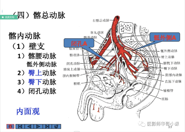 【高清血管图】全身动脉血管(彩色)