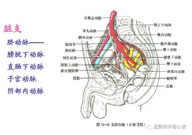 【高清血管图】全身动脉血管(彩色)