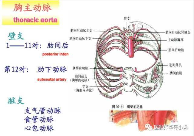 【高清血管图】全身动脉血管(彩色)