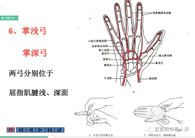 【高清血管图】全身动脉血管(彩色)