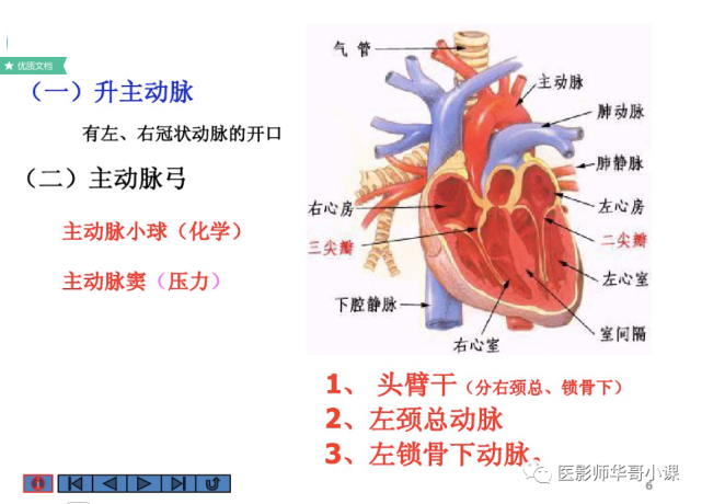 【高清血管图】全身动脉血管(彩色)