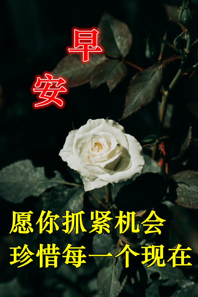 唯美早上好图片暖心祝福短信大全,最美微信早安图片带