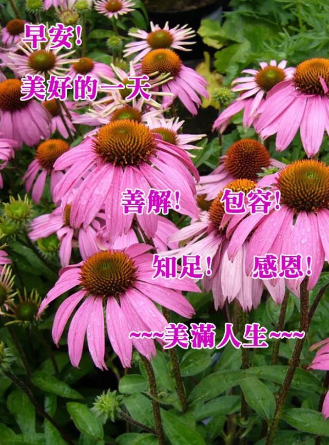 早上好图片大全 早上好祝福图片带字|童心