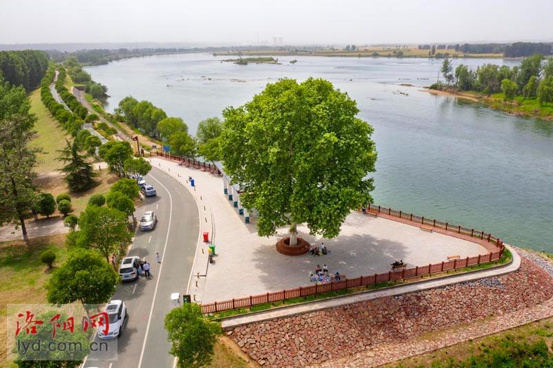 建成通车后的这条沿黄生态旅游公路还将串联起孟津区黄河湿地,万亩