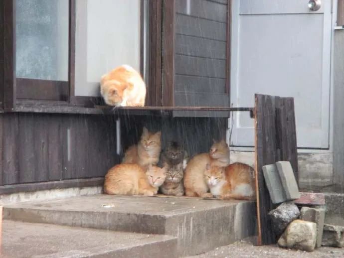 下雨了,猫咪排着队在屋檐下避雨