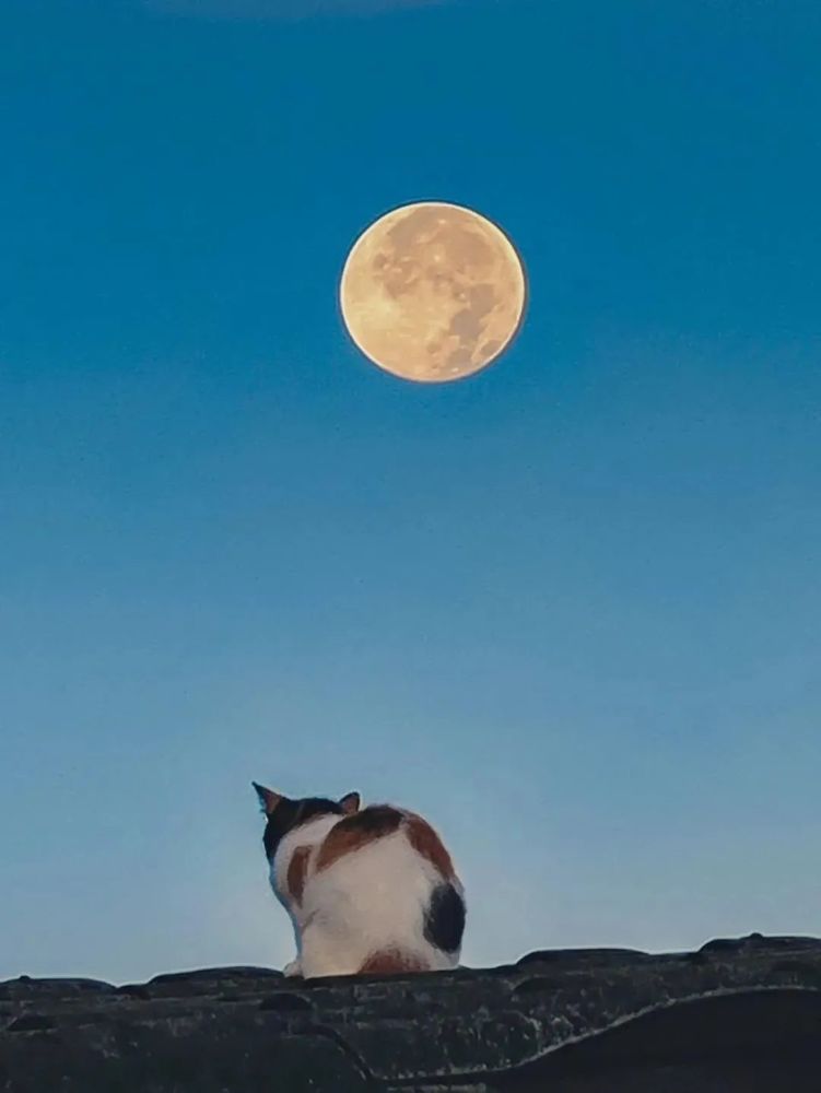 猫咪看月亮能看出个啥来呢