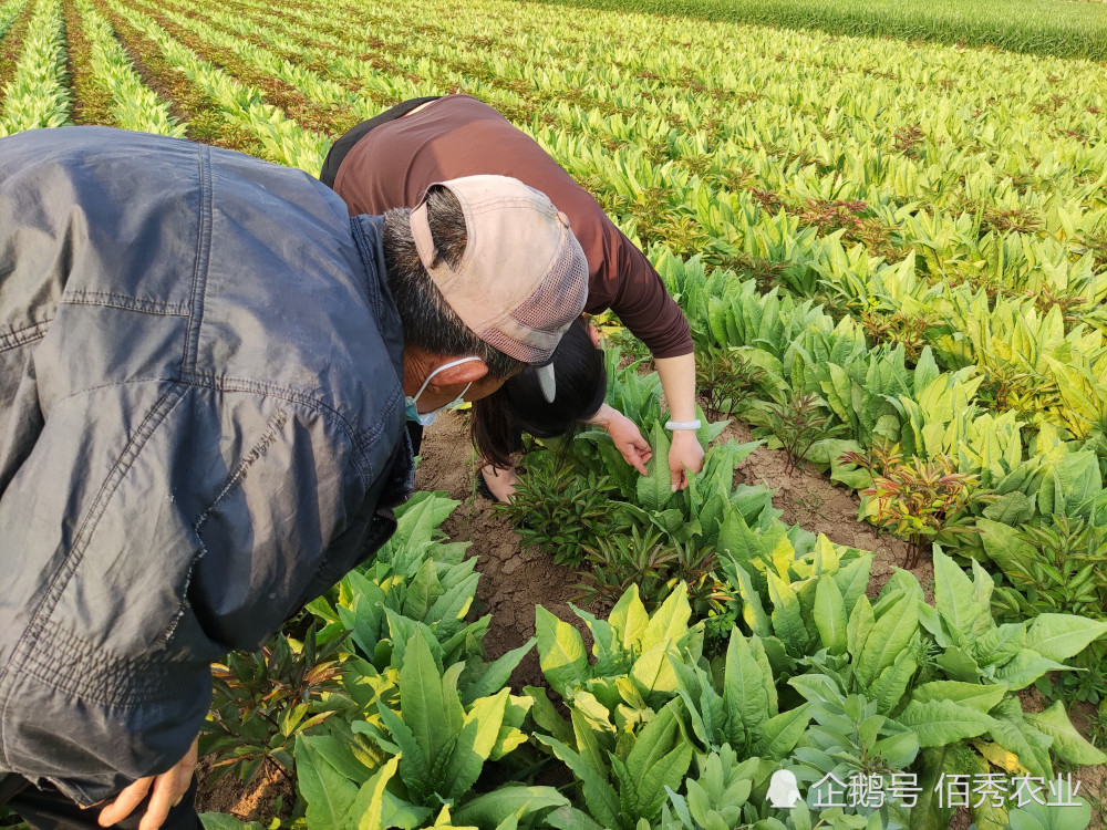 生姜怎么用竹杆搭遮阴网_生姜遮阴方法图片(3)