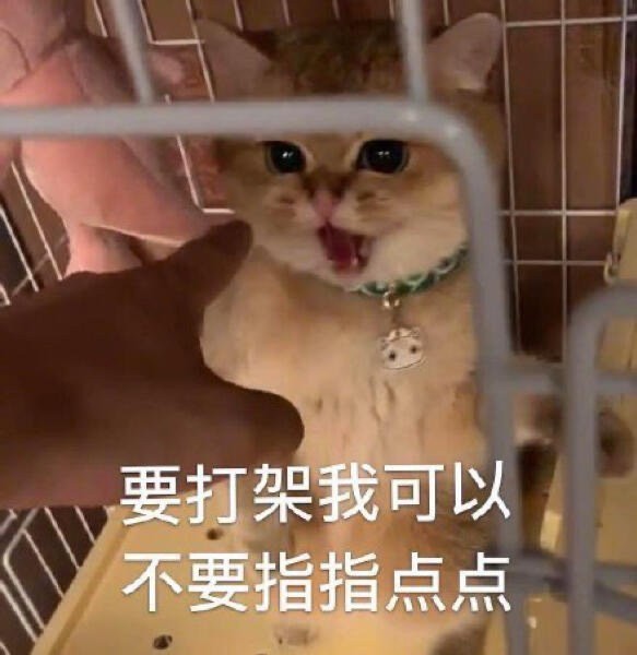 无敌可爱猫猫表情包:游戏比我重要对不对