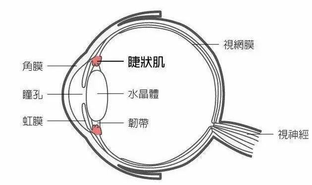 其实际上应该叫 「调节性近视」,它是指由于视力疲劳,引起眼睛内部的