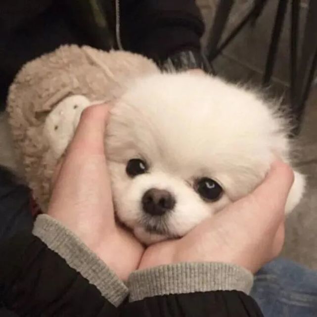 可爱小狗微信头像 出来混总是要胖的