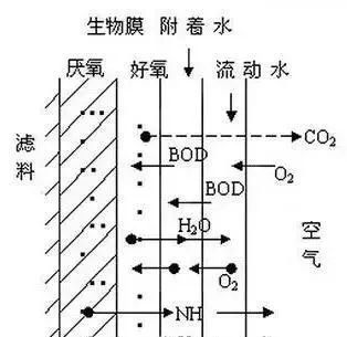 最强总结生物膜相关知识