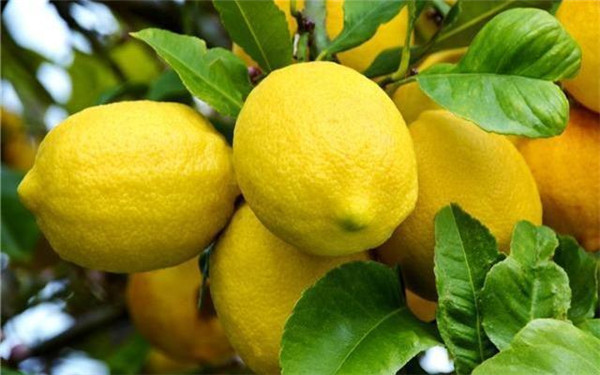 网红甜柠檬吃起来真是甜的吗罕见野生品种你能接受柠檬不酸吗